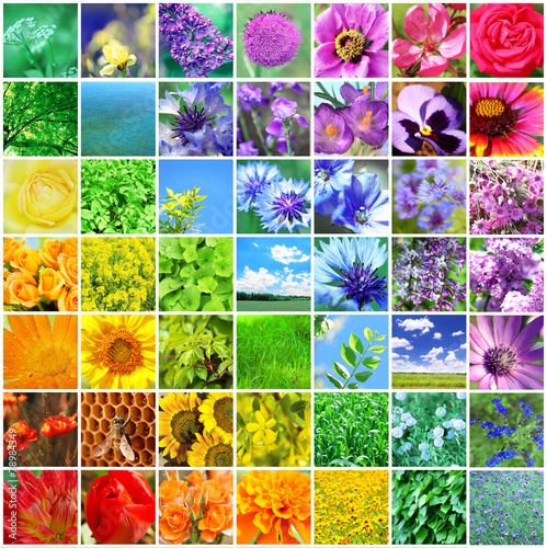 Beautiful nature collage