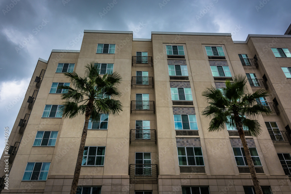 Fototapeta premium Palm trees and modern building in Long Beach, California.