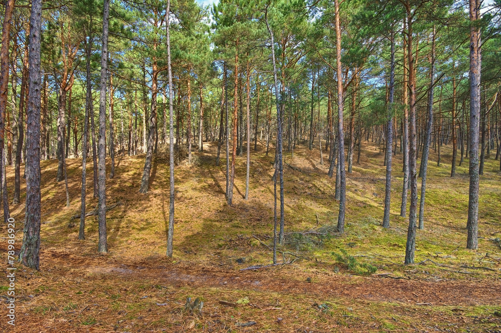 Obraz premium Coniferous forest