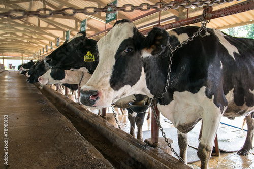 Cows on farm.