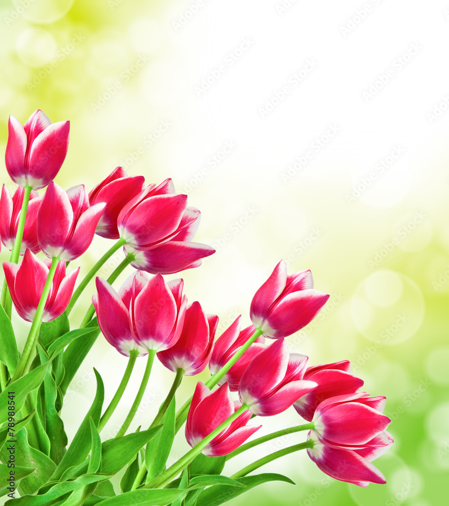 tulip flowers