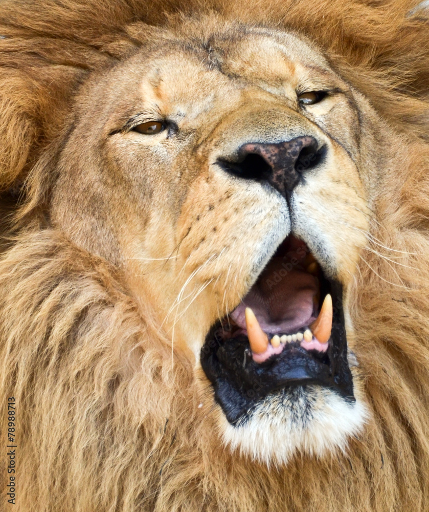 Naklejka African lion roaring portrait