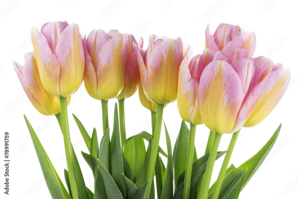 Tulips Tulips