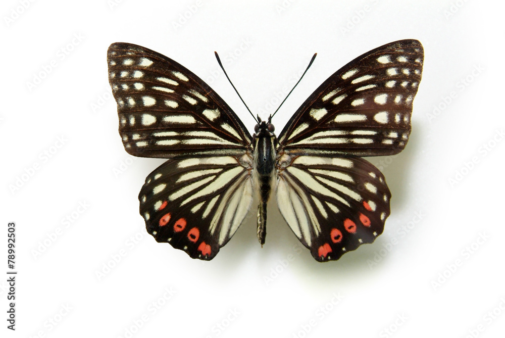 Obraz premium 동물이미지