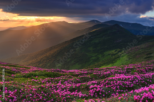 rhododendron