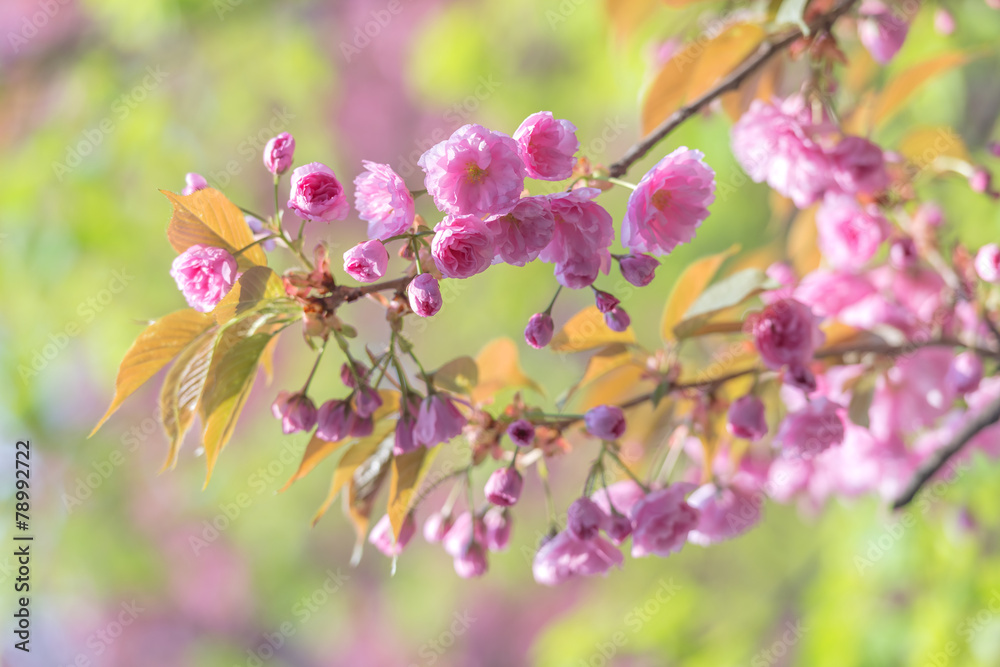 Fototapeta premium sakura