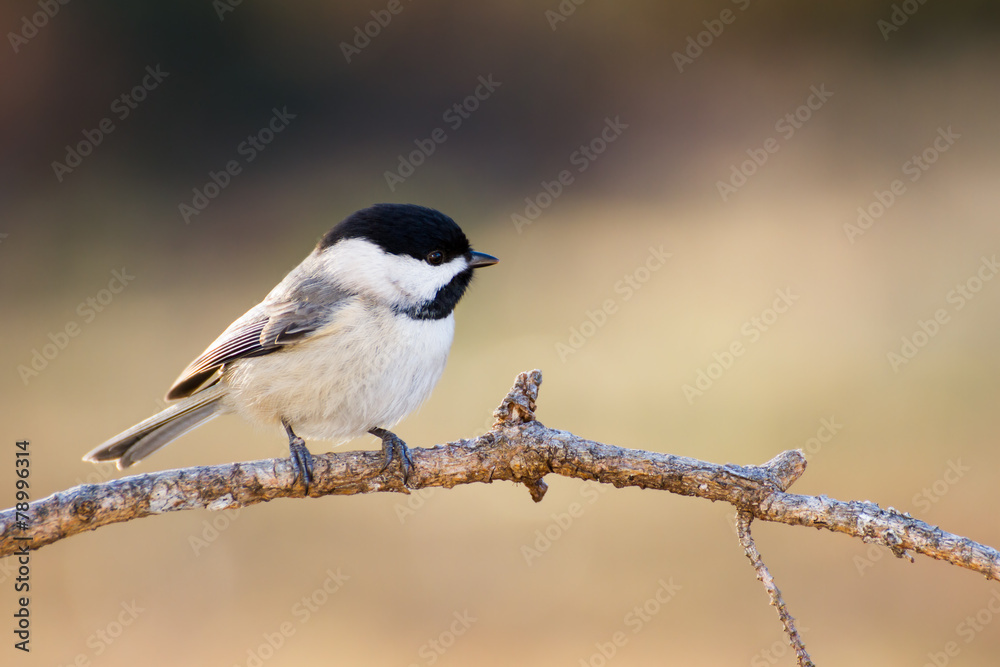 Obraz premium Carolina Chickadee