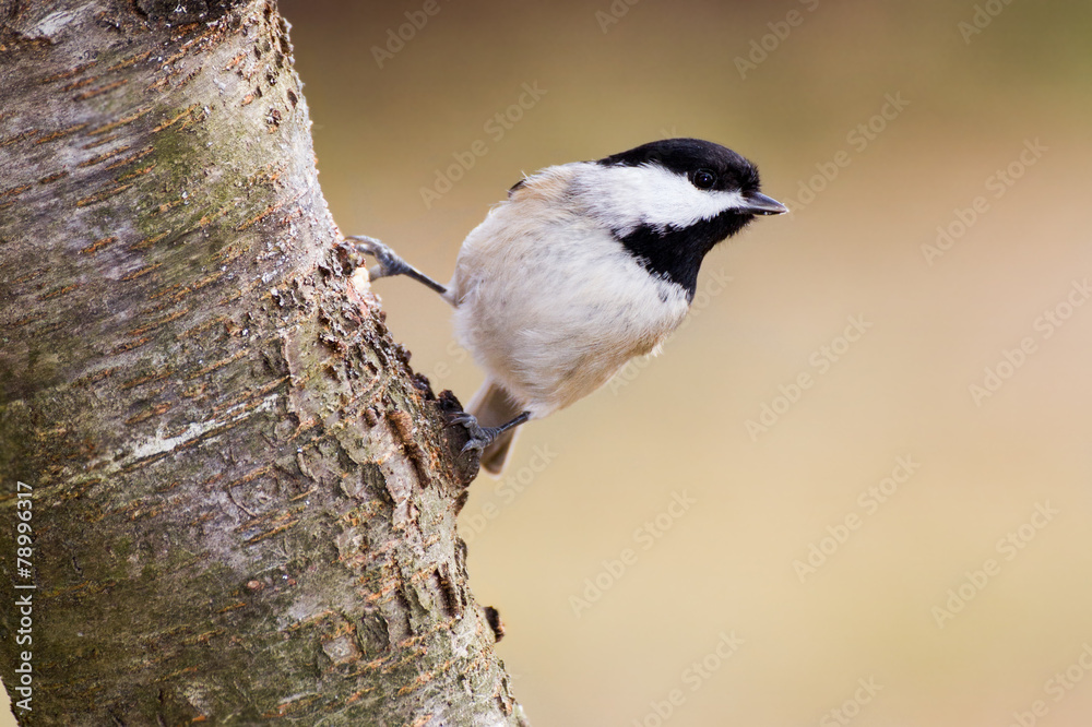 Fototapeta premium Carolina Chickadee Hanging Out