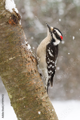 Downy Woodpecker in Snow