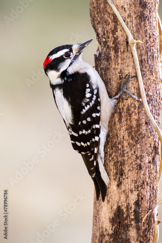 Downy Woodpecker (male)