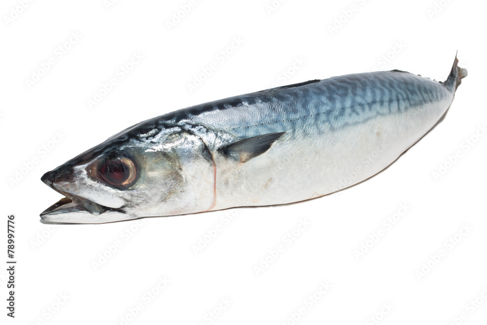 Fresh fish Mackerel, tuna, saba, on a white background