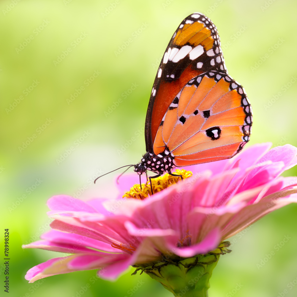 Butterflys Butterflys