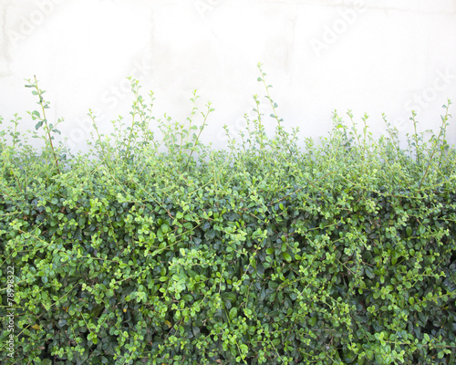 Fotografia Bushes fence leaves