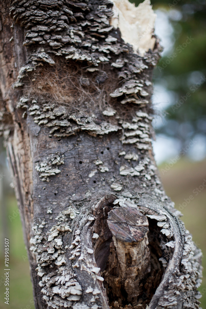 Obraz premium 식물이미지