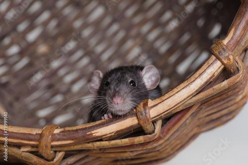 brown domestic rat