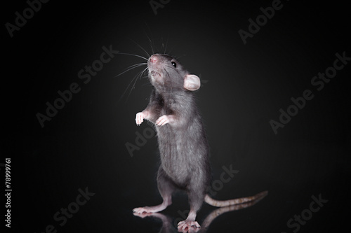 brown domestic rat on a black background