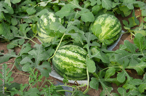 Watermelon crop