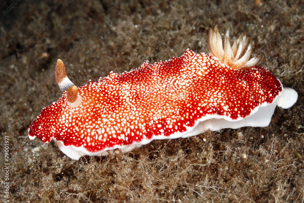 Naklejka premium Nudibranch, Goniobranchus reticulata