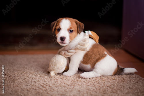 puppy Jack Russell Terrier