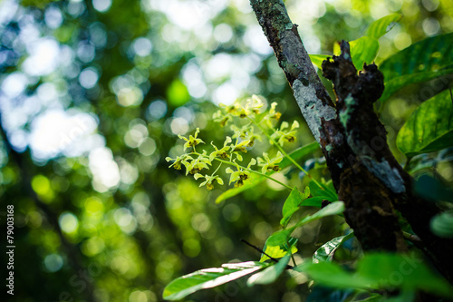 Fototapeta Naklejka Na Ścianę i Meble -  wild orchids in forest of Thailand