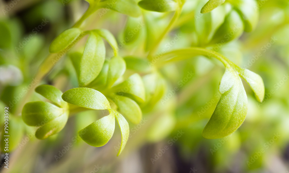 Photography Microgreens garden cress
