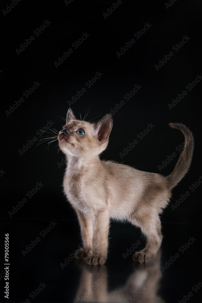 Burma kitten. Portrait on a black background