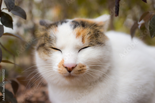 Fototapeta Naklejka Na Ścianę i Meble -  眼をつむるのらねこ