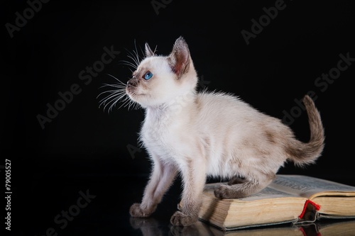 Burma kitten. Portrait on a black background