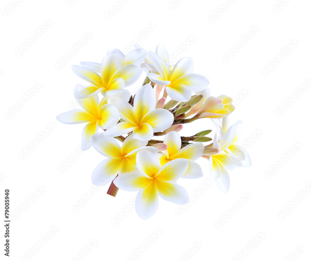 Fototapeta premium frangipani flower isolated white background