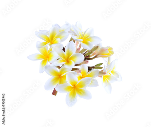 frangipani flower isolated white background