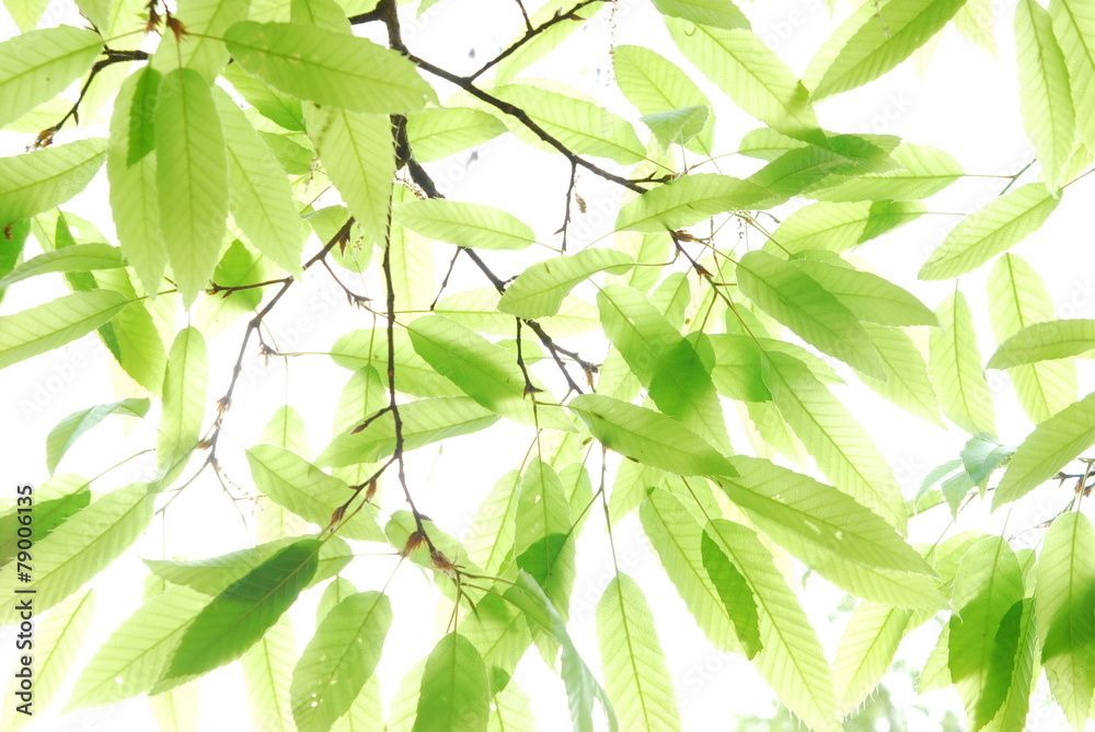 나뭇가지이미지 나뭇가지이미지