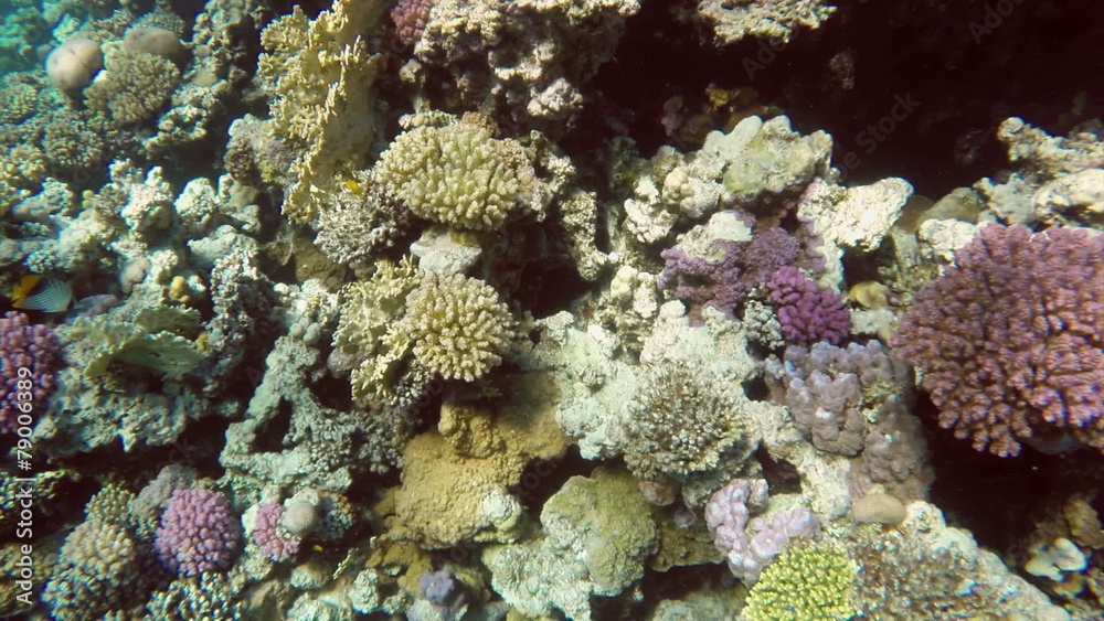 Fish swim among corals in the Red Sea - Egypt Fish swim among corals in the Red Sea - Egypt