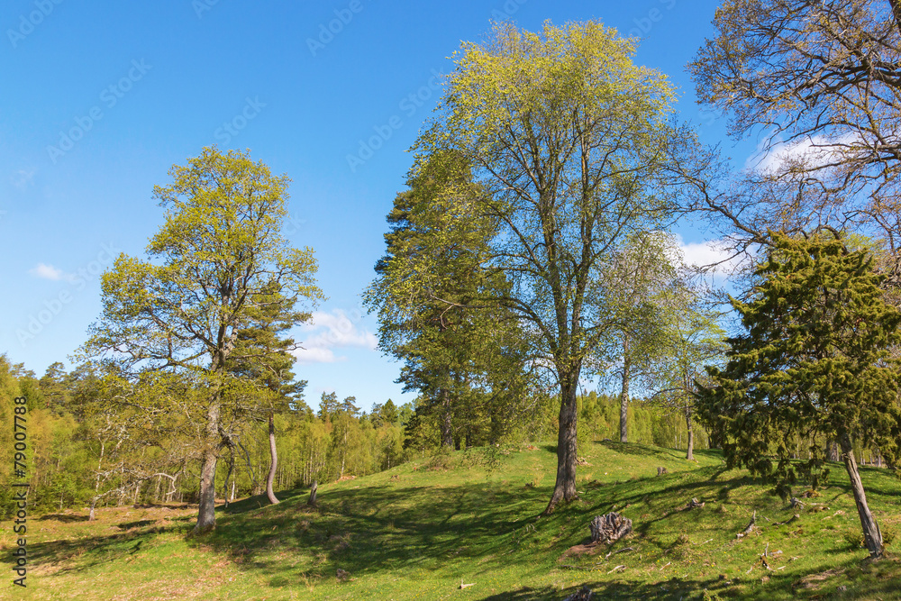 Pasture with trees at spring