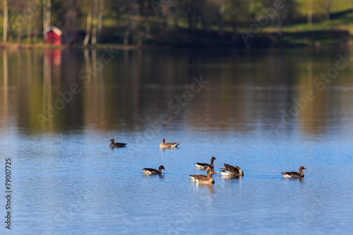 Flock of geese swim at a lake