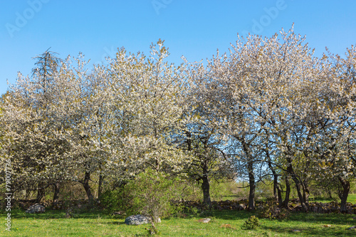 Line of blooming cherry trees