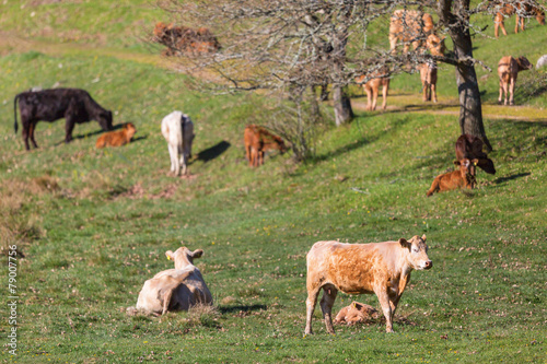 Cows and calves in a field