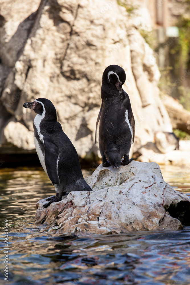 Fototapeta premium Cute penguins on rocks in water
