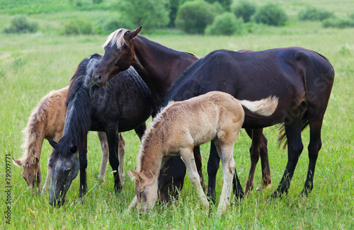 Horses and foals eat a grass on a summer pasture