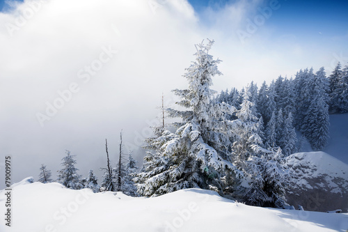 Pine trees covered in snow © PixAchi
