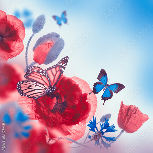 Fototapeta Naklejka Na Ścianę i Meble -  Red poppies field and blue cornflowers,  butterfly