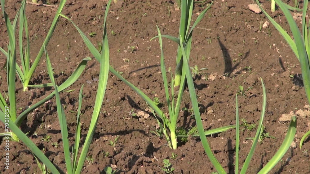green garlic sprouts in spring farm garden