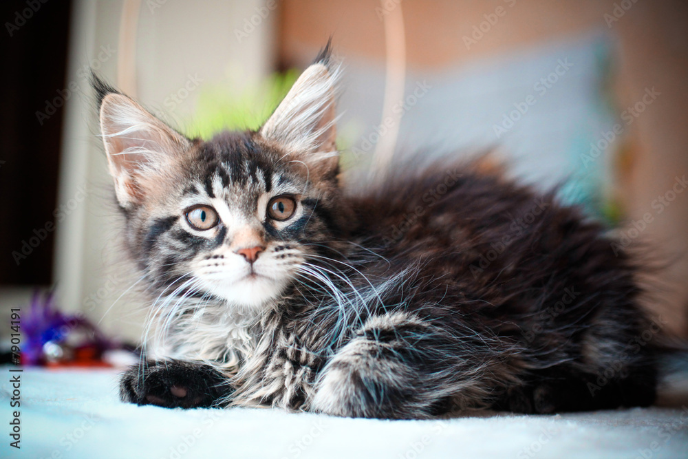 Close up of Black tabby color Maine coon kitten