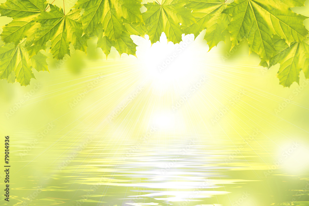 Obraz premium maple leaves above the water