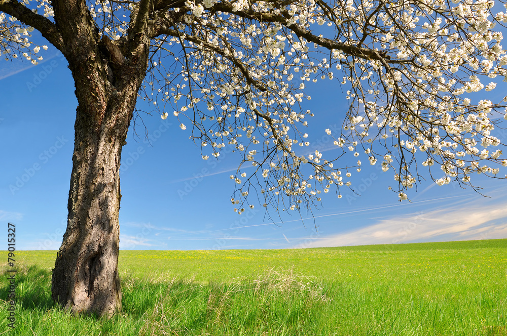 Blooming cherry tree on meadow. Spring landscape. Stock Photo | Adobe Stock