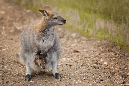 Kangaroo mother with small baby in her pocket