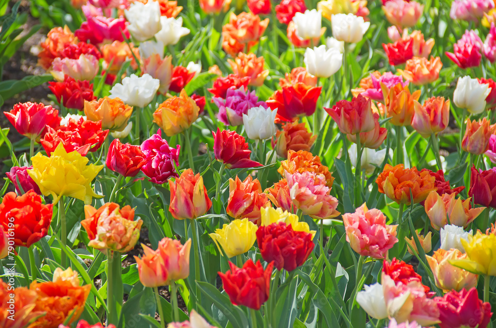 Tulips Tulips
