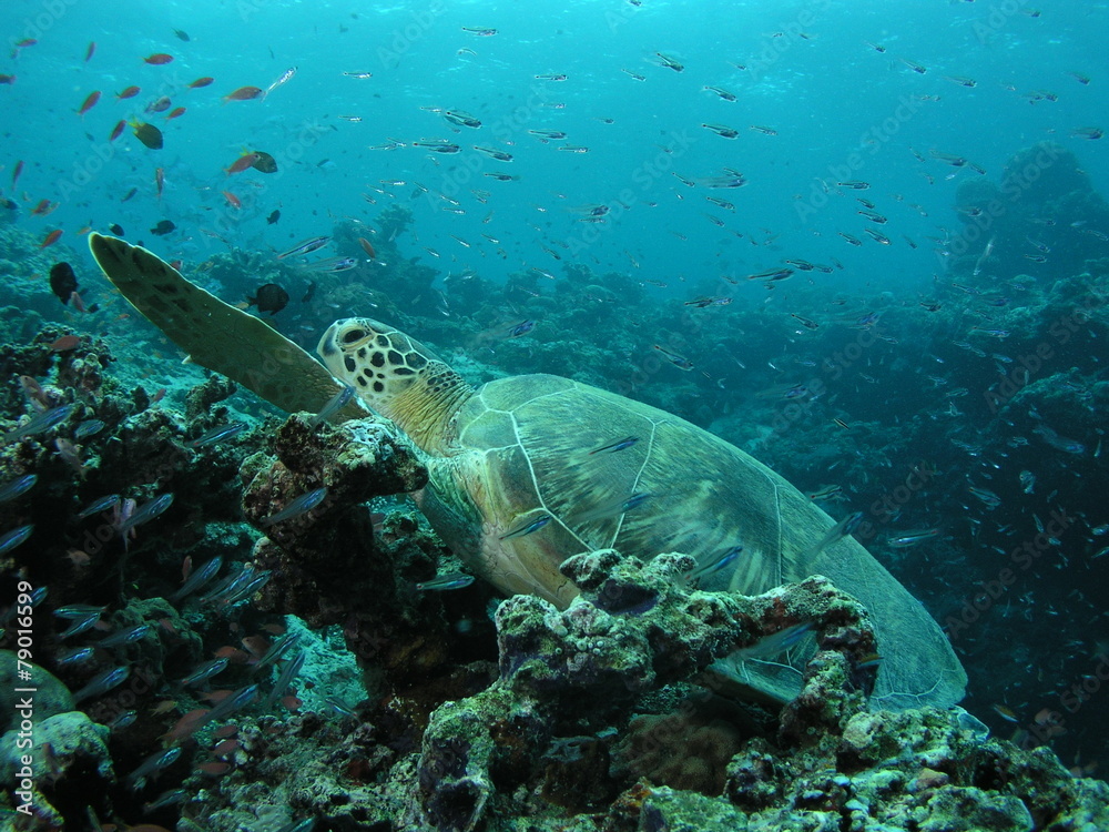 Fototapeta premium 파충류이미지