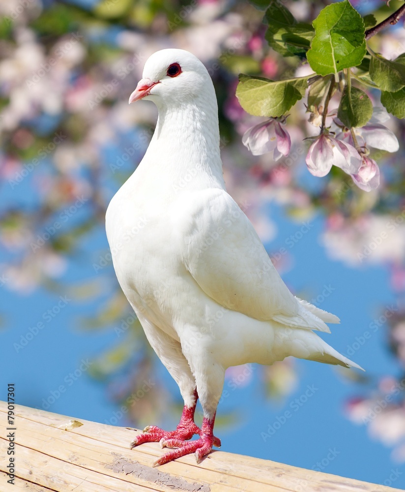 Obraz premium one white pigeon on flowering background