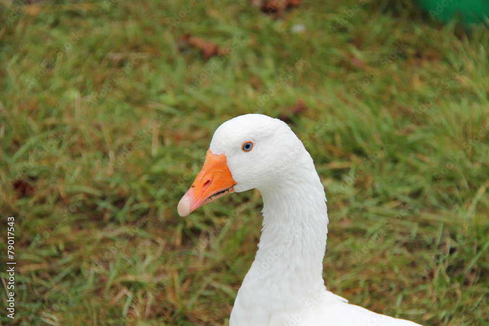 The Head and Bill of an All White Wild Goose. The Head and Bill of an All White Wild Goose.