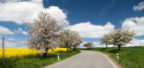 road with alley of apple tree and rapeseed field